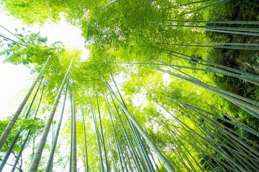 竹林を見上げる 竹,京都,和の写真素材