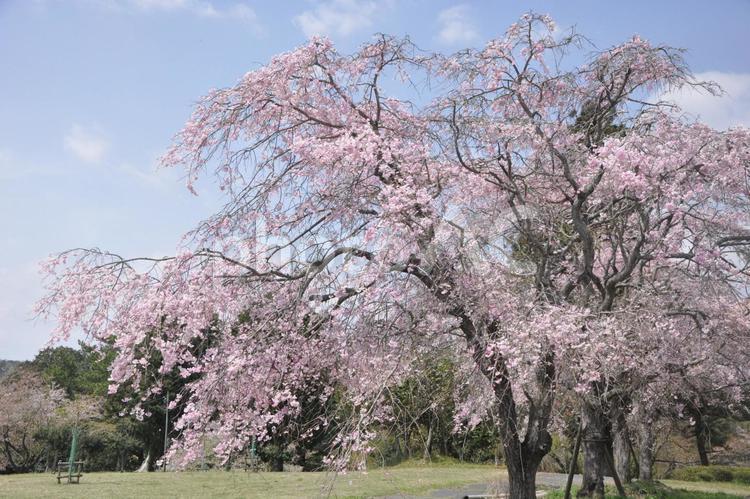 枝垂れ桜 枝垂れ桜,桜,春の写真素材