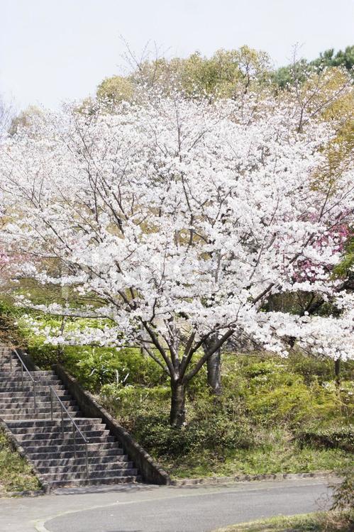 大阪市の鶴見緑地公園内の桜 青空,鶴見緑地,鶴見緑地公園の写真素材