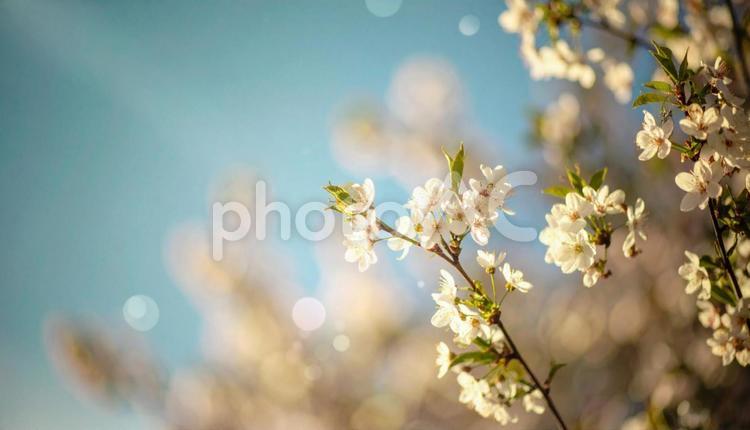 満開の桜の花と青空 満開,桜の花,青空の写真素材
