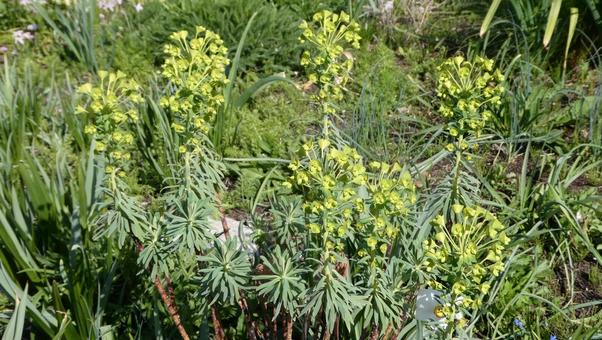 Euphorbia flower spurge, JPG