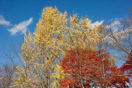 紅葉 紅葉の写真