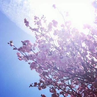 春 春の写真