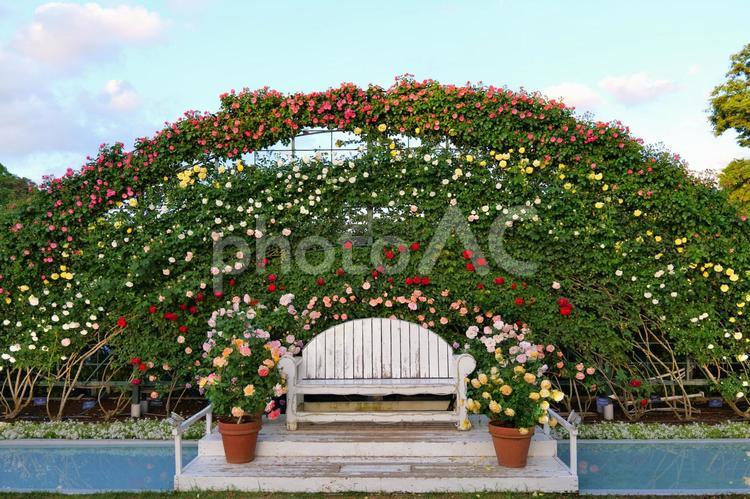あしかがフラワーパークのローズガーデン バラ,薔薇,あしかがフラワーパークの写真素材