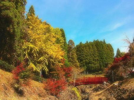 日本の紅葉 日本の紅葉 こうよう,銀杏,いちょうの写真素材