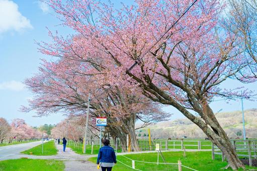 浦河町の桜 浦河町の桜,桜,春の写真素材