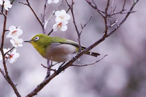 梅の枝に止まるメジロ 鳥,メジロ,花の写真素材