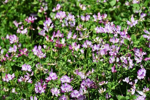 レンゲソウ(蓮華草) レンゲソウ(蓮華草) れんげ草,ピンク,春の写真素材