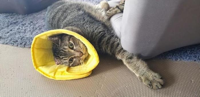 キジトラ_猫_エリザベスカラー キジトラ_猫_エリザベスカラーの写真