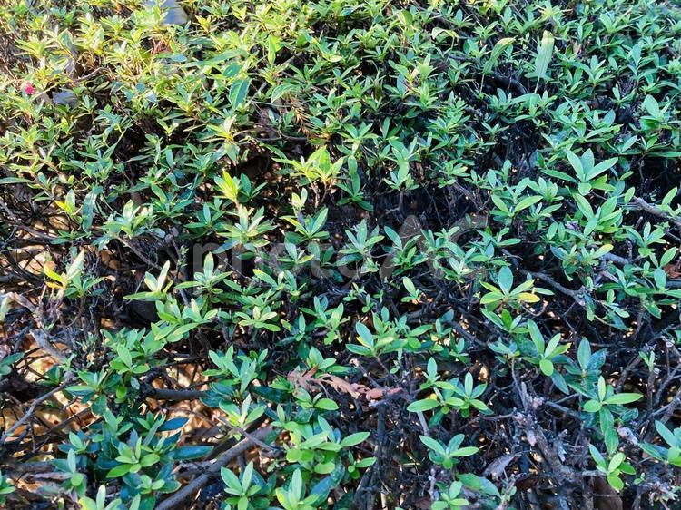 剪定された植え込み 剪定,植え込み,植物の写真素材