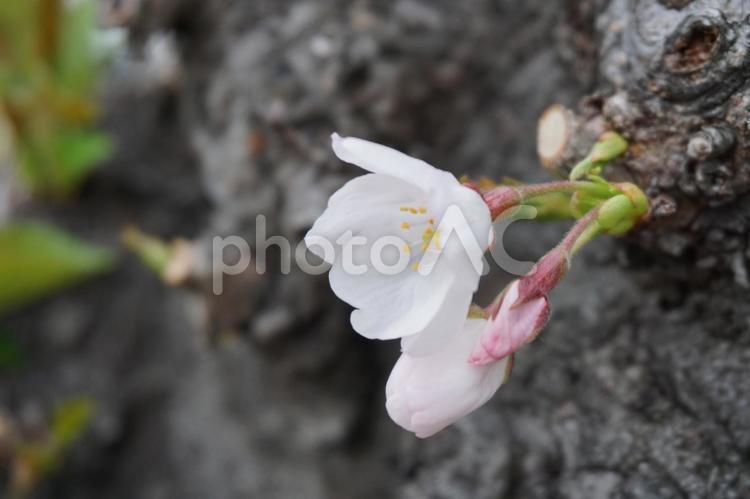 木の幹に咲く桜 サクラ,花,春の写真素材