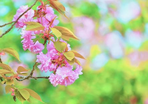 八重桜-2 八重桜-2の写真