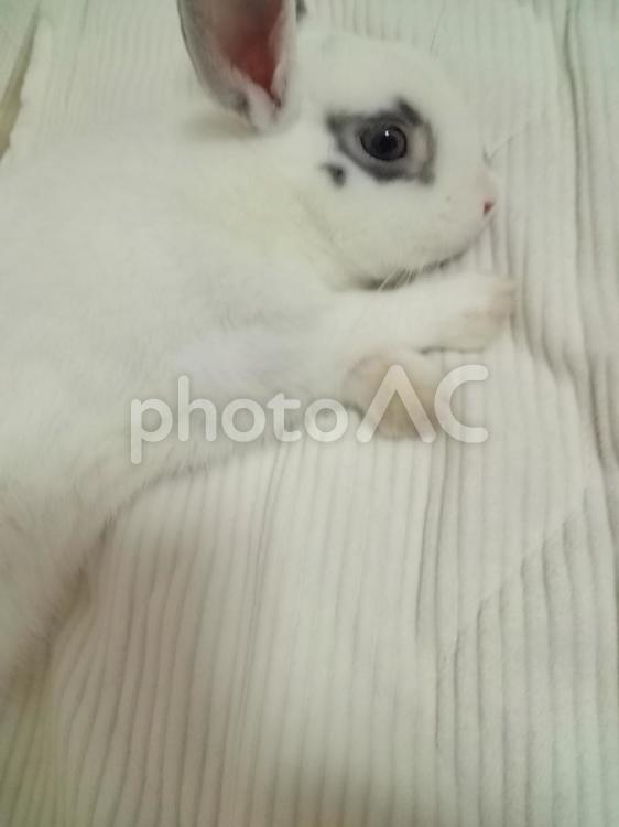 くつろぐ兎 うさぎ,白兎,ひげの写真素材