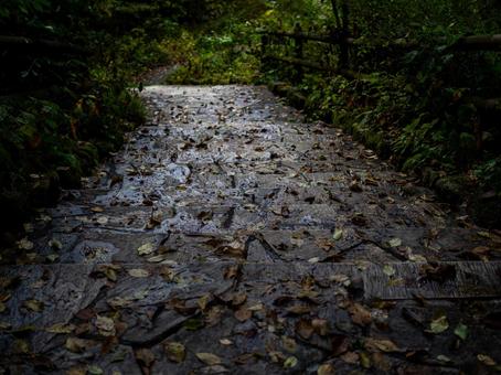 烏川渓谷緑地の落ち葉の階段 ハイキング,山,森林の写真素材
