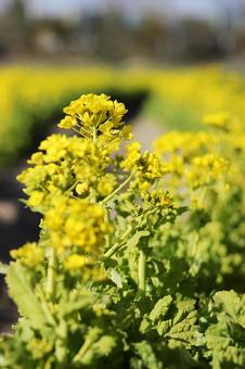 菜の花 自然,キレイ,春の写真素材