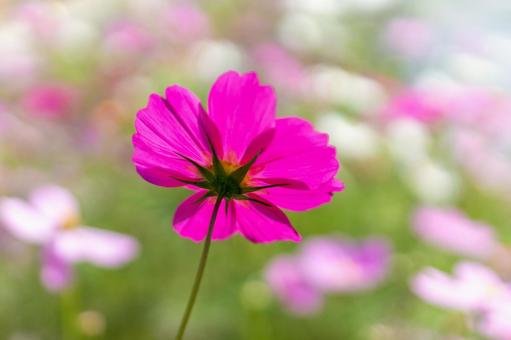 Cosmos field, deep pink flowers in full bloom, JPG