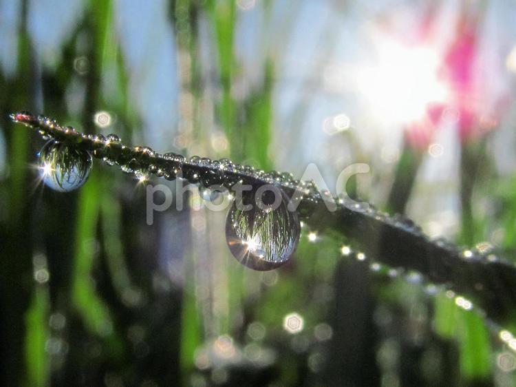 水滴と緑の葉と朝日Water drops 水滴,すいてき,waterの写真素材