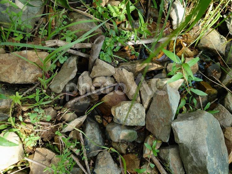 山の石ころの中を流れる川水 石ころ,小川,湿地帯の写真素材