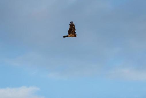 大空を優雅に舞うトビ 大空を優雅に舞うトビ トビ,野鳥,鳥の写真素材