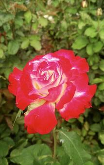 薔薇 薔薇の写真