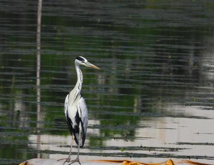 水辺に立つアオサギ アオサギ,野鳥,動物の写真素材