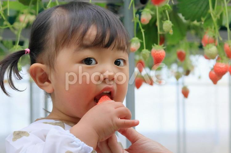 いちご狩りを体験している子供 子供,人物,いちご狩りの写真素材