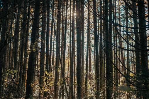 秋模様の細木たち 秋,落葉,葉っぱの写真素材