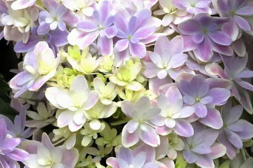 アジサイの花 アジサイの花の写真