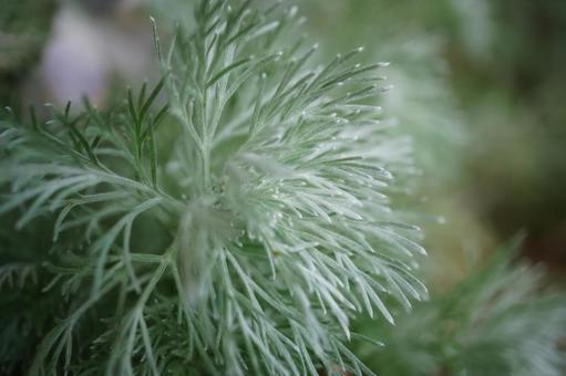 シルバーな葉　細いの写真