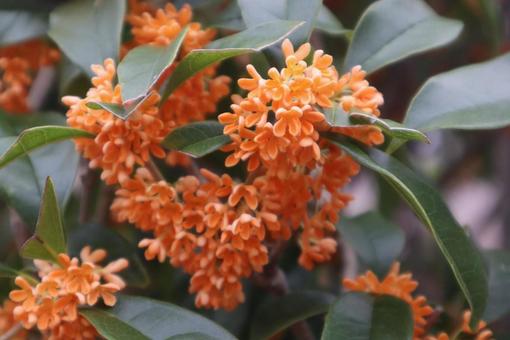 江戸時代にやって来たの写真