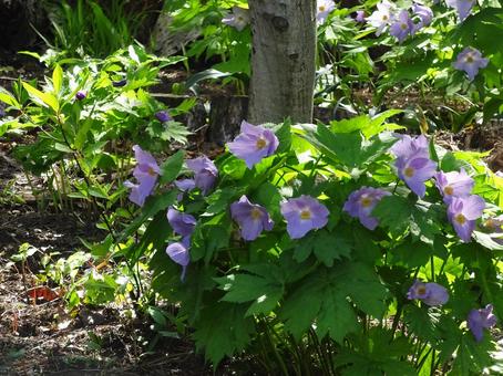 シラネアオイ シラネアオイ シラネアオイ,群生,山野草の写真素材
