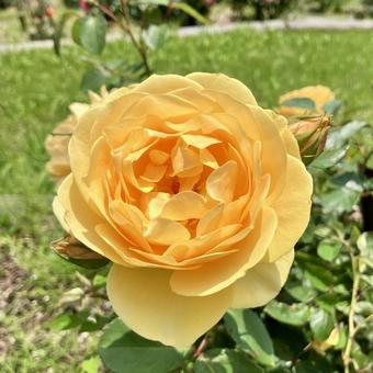 花★薔薇(バラ グラハムトーマス) 花★薔薇(バラ グラハムトーマス) グラハムトーマス,イエロー,花の写真素材