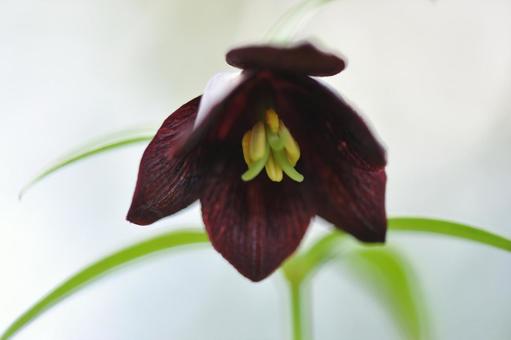 クロユリ クロユリ クロユリ,多年草,球根植物の写真素材