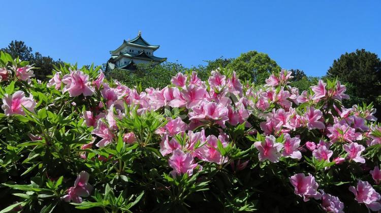 名古屋城　天守閣とツツジの花 名古屋城,天守閣,天守の写真素材