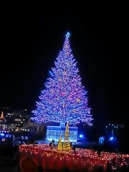 クリスマスツリーのライトアップ もみの木,12月,ライトアップの写真素材