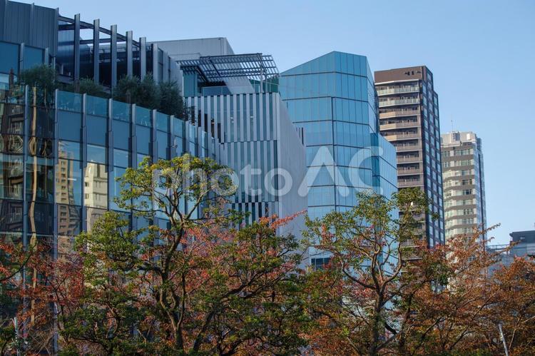 秋に紅葉した樹木と都会の街並み 秋,樹木,紅葉の写真素材
