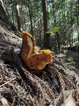きのこ（ハナイグチ） きのこ,キノコ,茸の写真素材