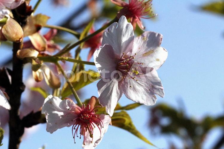 満開のさくら　02 桜,植物,花の写真素材