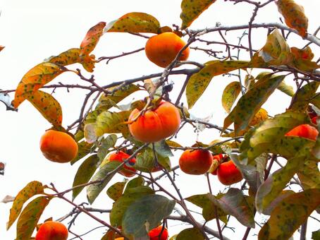 曇りの日の柿の実 柿,柿の実,柿の木の写真素材