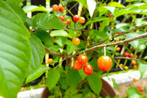 さくらんぼの写真