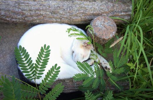 猫の昼寝 猫の昼寝の写真