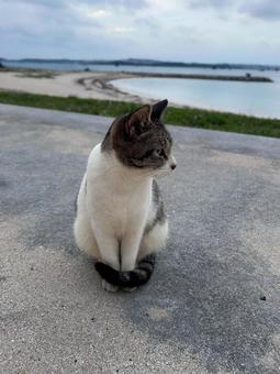海の猫 海の猫の写真
