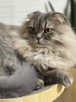 遠くを見つめる猫 遠くを見つめる猫 猫,ペット,ふわふわの写真素材