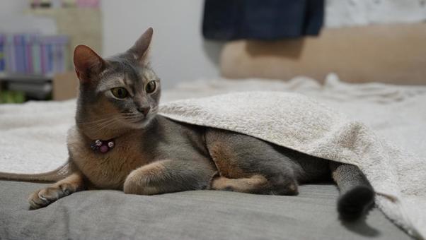 ベッドでまったりするアビシニアン ベッドでまったりするアビシニアン 猫,アビシニアン,ブルーの写真素材