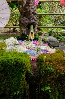 Photo, temple, hydrangea, shimizu, 