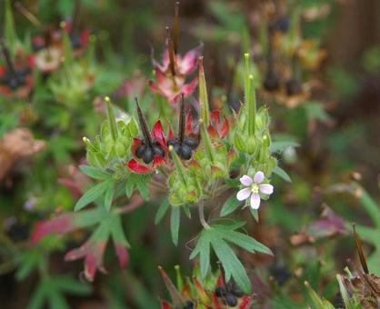 アメリカフウロ アメリカフウロ,亜米利加風露,アメリカフウロソウの写真素材