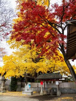 宮城野八幡神社と乳イチョウ⑵ 神社,宮城野八幡神社,神社仏閣の写真素材