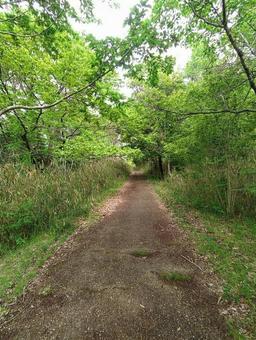 山の中の道の写真