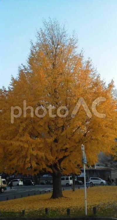 紅葉した大きなイチョウの木 イチョウ,いちょう,秋の写真素材