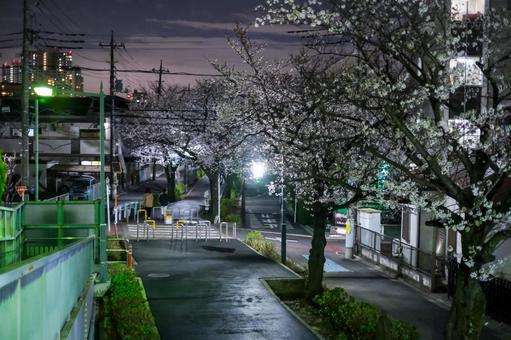 武蔵浦和の遊歩道の夜桜 武蔵浦和,桜,花見の写真素材